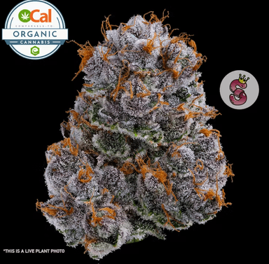 No Till Kings — Ocal Living Soil - Mimosa